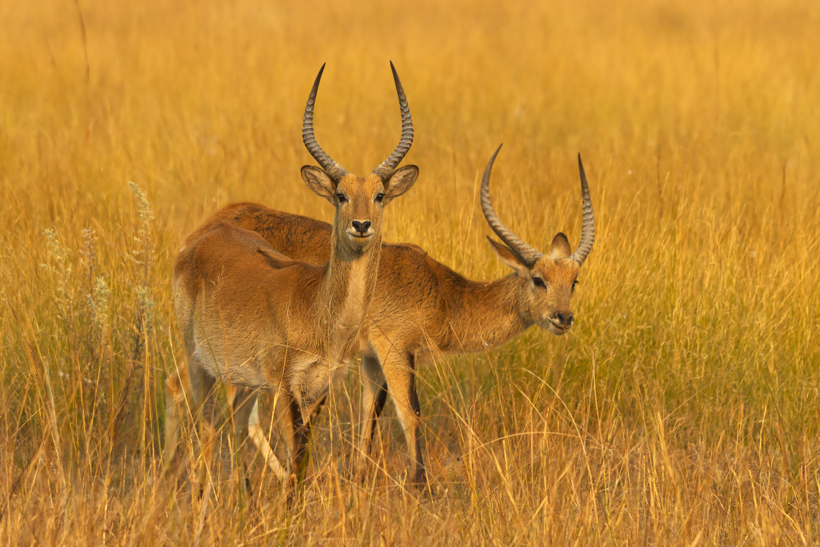 Safari-Urlaub in Botswana - "Savuti" | Aventerra