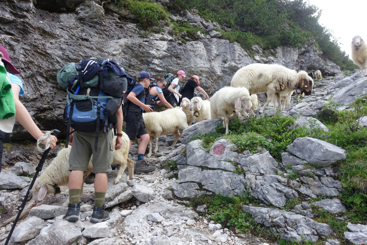 Begegnung mit Schafen